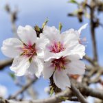 almond-blossoms-g0aa2f1a04_1920-1024x734.jpg